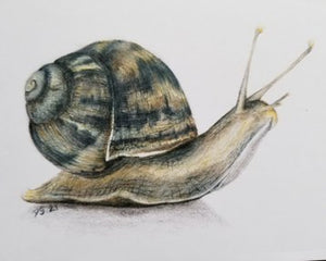 Card & Cloth Snail Mini Card