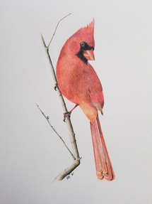 Card & Cloth Cardinal Mini Card